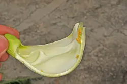 بذر گل خوراکی آگاتی (سسبان سفید) <br> بسته 5 عددی بذر <br> Agati Flower <br><i><b> Sesbania grandiflora </i> Seeds</b>