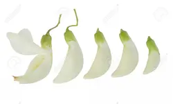 بذر گل خوراکی آگاتی (سسبان سفید) <br> بسته 5 عددی بذر <br> Agati Flower <br><i><b> Sesbania grandiflora </i> Seeds</b>