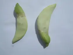 بذر گل خوراکی آگاتی (سسبان سفید) <br> بسته 5 عددی بذر <br> Agati Flower <br><i><b> Sesbania grandiflora </i> Seeds</b>