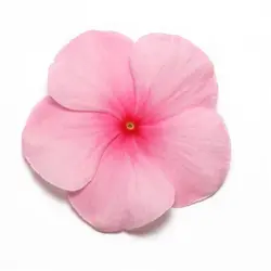 بذر گل پریوش صورتی مرکز قرمز <br> تعداد 10 عدد بذر <br> Madagascar Periwinkle <br><i><b> Catharanthus roseus Pacifica XP Blush </i> Seeds </b>