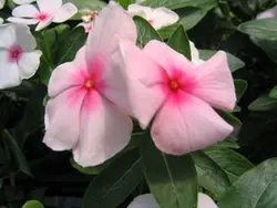 بذر گل پریوش صورتی مرکز قرمز <br> تعداد 10 عدد بذر <br> Madagascar Periwinkle <br><i><b> Catharanthus roseus Pacifica XP Blush </i> Seeds </b>
