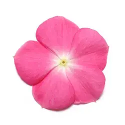 بذر گل پریوش رز مرکز سفید <br> تعداد 10 عدد بذر <br> Madagascar Periwinkle <br><i><b> Catharanthus roseus Pacifica XP Rose Halo </i> Seeds </b>