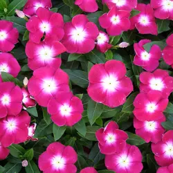 بذر گل پریوش رز مرکز سفید <br> تعداد 10 عدد بذر <br> Madagascar Periwinkle <br><i><b> Catharanthus roseus Pacifica XP Rose Halo </i> Seeds </b>