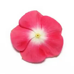 بذر گل پریوش گیلاسی مرکز سفید <br> تعداد 10 عدد بذر <br> Madagascar Periwinkle <br><i><b> Catharanthus roseus Pacifica XP Cherry Red Halo </i> Seeds </b>