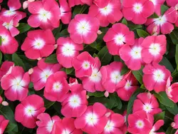 بذر گل پریوش گیلاسی مرکز سفید <br> تعداد 10 عدد بذر <br> Madagascar Periwinkle <br><i><b> Catharanthus roseus Pacifica XP Cherry Red Halo </i> Seeds </b>