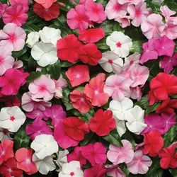 بذر گل پریوش میکس رنگها <br> تعداد 10 عدد بذر <br> Madagascar Periwinkle <br><i><b> Catharanthus roseus Pacifica XP Mixture </i> Seeds </b>