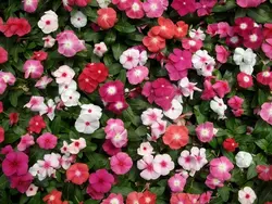 بذر گل پریوش میکس رنگها <br> تعداد 10 عدد بذر <br> Madagascar Periwinkle <br><i><b> Catharanthus roseus Pacifica XP Mixture </i> Seeds </b>