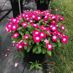 بذر گل پریوش مگنتا مرکز سفید <br> تعداد 10 عدد بذر <br> Madagascar Periwinkle <br><i><b> Catharanthus roseus Pacifica XP Magenta Halo </i> Seeds </b>