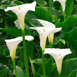بذر گل شیپوری سفید <br> تعداد 10 عدد بذر <br> White Calla Lily Seeds <br><i><b> Zantedeschia aethiopica </i> Seeds </b>