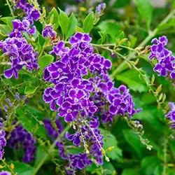 بذر گل شبنم طلایی <br> تعداد 1 عدد بذر <br>  Golden Dewdrop Seeds <br><i><b> Duranta erecta </i> Seeds </b>