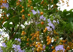 بذر گل شبنم طلایی <br> تعداد 1 عدد بذر <br>  Golden Dewdrop Seeds <br><i><b> Duranta erecta </i> Seeds </b>