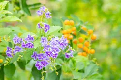 بذر گل شبنم طلایی <br> تعداد 1 عدد بذر <br>  Golden Dewdrop Seeds <br><i><b> Duranta erecta </i> Seeds </b>