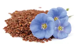 بذر گل کتان آبی <br> تعداد 100 عدد بذر <br> Flax Seeds <br><i><b> Linum usitatissimum </i></b>