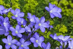 بذر گل کتان آبی <br> تعداد 100 عدد بذر <br> Flax Seeds <br><i><b> Linum usitatissimum </i></b>