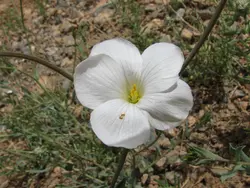 بذر گل کتان سفید معطر <br> تعداد 10 عدد بذر <br> White Flax Seeds <br><i><b> Linum album </i></b>