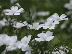 بذر گل کتان سفید معطر <br> تعداد 10 عدد بذر <br> White Flax Seeds <br><i><b> Linum album </i></b>