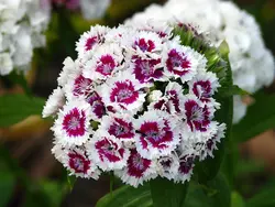بذر گل قرنفل معطر <br> تعداد 100 عدد بذر <br> Sweet William Seeds <br><i><b> Dianthus barbatus </i></b>
