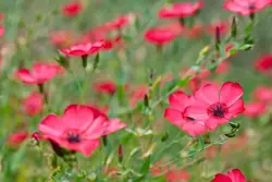 بذر گل کتان قرمز درشت <br> تعداد 50 عدد بذر <br> Red Flax Seeds <br><i><b> Linum grandiflorum </i></b>