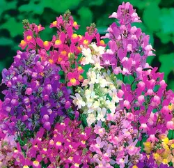 بذر گل کتانی مراکشی <br> بسته 20 عددی  <br> Moroccan toadflax <br><i><b> Linaria maroccana </i> Seeds </b>