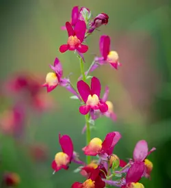 بذر گل کتانی مراکشی <br> بسته 20 عددی  <br> Moroccan toadflax <br><i><b> Linaria maroccana </i> Seeds </b>