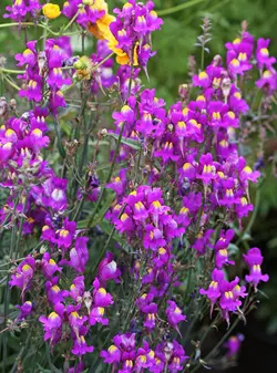 بذر گل کتانی مراکشی <br> بسته 20 عددی  <br> Moroccan toadflax <br><i><b> Linaria maroccana </i> Seeds </b>