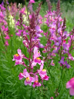 بذر گل کتانی مراکشی <br> بسته 20 عددی  <br> Moroccan toadflax <br><i><b> Linaria maroccana </i> Seeds </b>