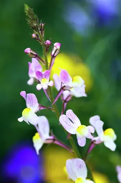 بذر گل کتانی مراکشی <br> بسته 20 عددی  <br> Moroccan toadflax <br><i><b> Linaria maroccana </i> Seeds </b>