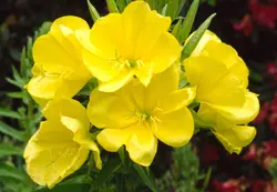 بذر گل مغربی زرد دارویی  بسته 50 عددی  Yellow Evening Primrose Seeds  Oenothera biennis Seeds