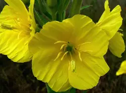 بذر گل مغربی زرد دارویی  بسته 50 عددی  Yellow Evening Primrose Seeds  Oenothera biennis Seeds