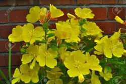 بذر گل مغربی زرد دارویی  بسته 50 عددی  Yellow Evening Primrose Seeds  Oenothera biennis Seeds