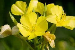 بذر گل مغربی زرد دارویی  بسته 50 عددی  Yellow Evening Primrose Seeds  Oenothera biennis Seeds