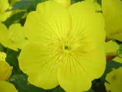 بذر گل مغربی زرد دارویی  بسته 50 عددی  Yellow Evening Primrose Seeds  Oenothera biennis Seeds