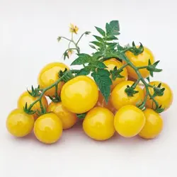 بذر گوجه گیلاسی زرد  بسته 5 عددی  Gold Nugget Cherry Tomato Seeds  <i><b>Solanum lycopersicum </i>Gold Nugget Seeds</b>