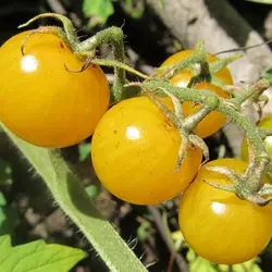 بذر گوجه گیلاسی زرد  بسته 5 عددی  Gold Nugget Cherry Tomato Seeds  <i><b>Solanum lycopersicum </i>Gold Nugget Seeds</b>