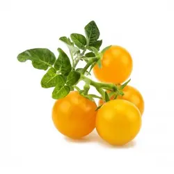 بذر گوجه گیلاسی زرد  بسته 5 عددی  Gold Nugget Cherry Tomato Seeds  <i><b>Solanum lycopersicum </i>Gold Nugget Seeds</b>