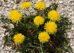 بذر گیاه دارویی قاصدک <br> بسته 100 عددی <br> Dandelion Seeds <br><i><b> Taraxacum officinale  </i></b>