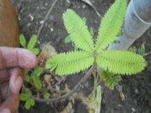 بذر گیاه قهر و آشتی <br> بسته 20 عددی بذر <br> Sensitive Plant Seeds <br><i><b> Mimosa pudica </i> Seeds</b>