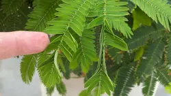 بذر گیاه قهر و آشتی <br> بسته 20 عددی بذر <br> Sensitive Plant Seeds <br><i><b> Mimosa pudica </i> Seeds</b>