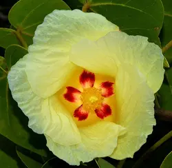 بذر لاله درختی هندی <br>  بسته 5 عددی <br> Indian Tulip Tree <br><i><b> Thespesia populnea </i> Seeds </b>