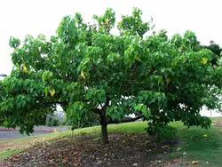بذر لاله درختی هندی <br>  بسته 5 عددی <br> Indian Tulip Tree <br><i><b> Thespesia populnea </i> Seeds </b>