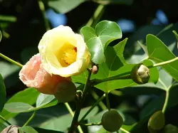 بذر لاله درختی هندی <br>  بسته 5 عددی <br> Indian Tulip Tree <br><i><b> Thespesia populnea </i> Seeds </b>