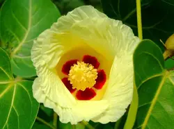 بذر لاله درختی هندی <br>  بسته 5 عددی <br> Indian Tulip Tree <br><i><b> Thespesia populnea </i> Seeds </b>
