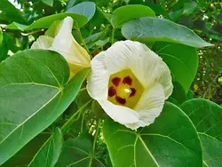 بذر لاله درختی هندی <br>  بسته 5 عددی <br> Indian Tulip Tree <br><i><b> Thespesia populnea </i> Seeds </b>