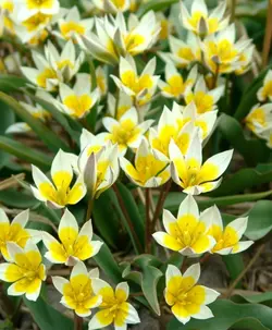 بذر لاله دو رنگ <br> بسته 10 عددی <br> Two Flowered Tulip Seeds <br><i><b> Tulipa biflora </i> Seeds</b>