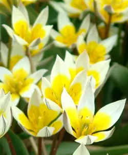 بذر لاله دو رنگ <br> بسته 10 عددی <br> Two Flowered Tulip Seeds <br><i><b> Tulipa biflora </i> Seeds</b>