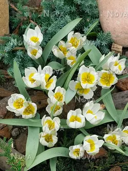 بذر لاله دو رنگ <br> بسته 10 عددی <br> Two Flowered Tulip Seeds <br><i><b> Tulipa biflora </i> Seeds</b>