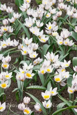 بذر لاله دو رنگ <br> بسته 10 عددی <br> Two Flowered Tulip Seeds <br><i><b> Tulipa biflora </i> Seeds</b>