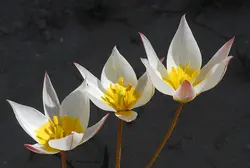 بذر لاله دو رنگ <br> بسته 10 عددی <br> Two Flowered Tulip Seeds <br><i><b> Tulipa biflora </i> Seeds</b>