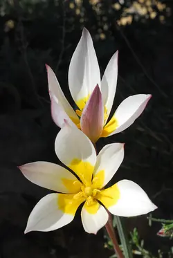 بذر لاله دو رنگ <br> بسته 10 عددی <br> Two Flowered Tulip Seeds <br><i><b> Tulipa biflora </i> Seeds</b>