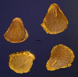 بذر لاله دو رنگ <br> بسته 10 عددی <br> Two Flowered Tulip Seeds <br><i><b> Tulipa biflora </i> Seeds</b>